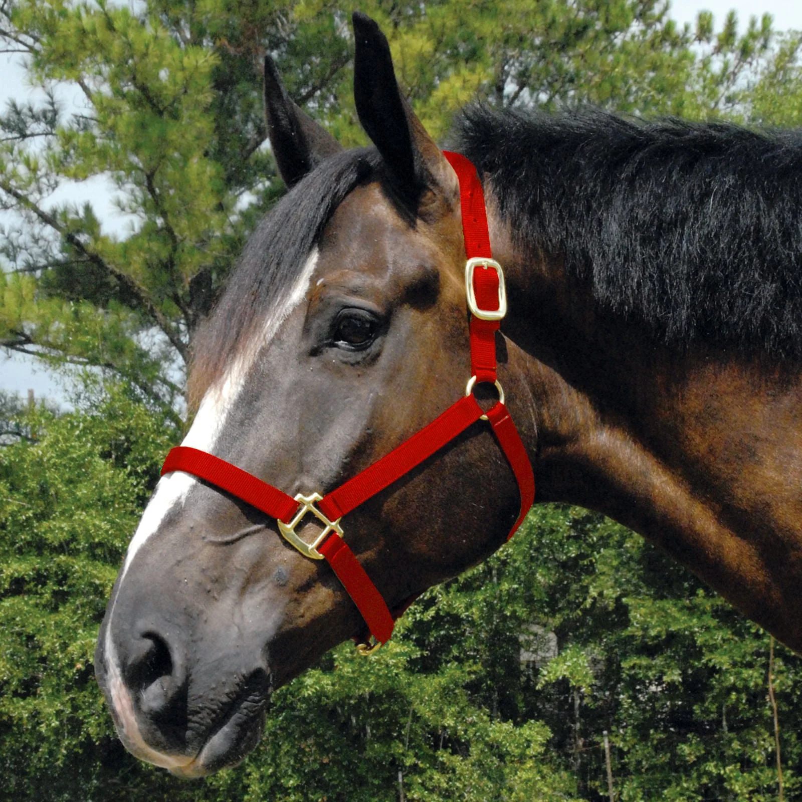 Arabian Nylon Horse Halter, for Full Size Arabians 2 Years & Up - Healthber