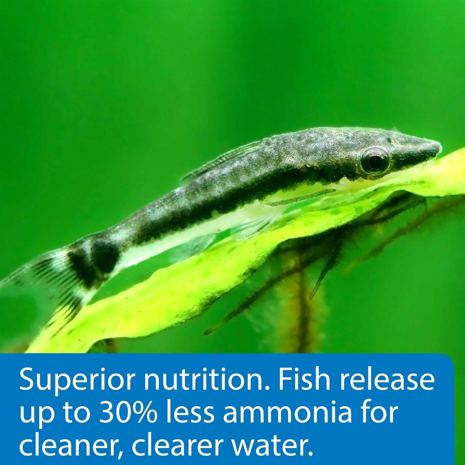 API Algae Eater Algae Wafers - Healthber