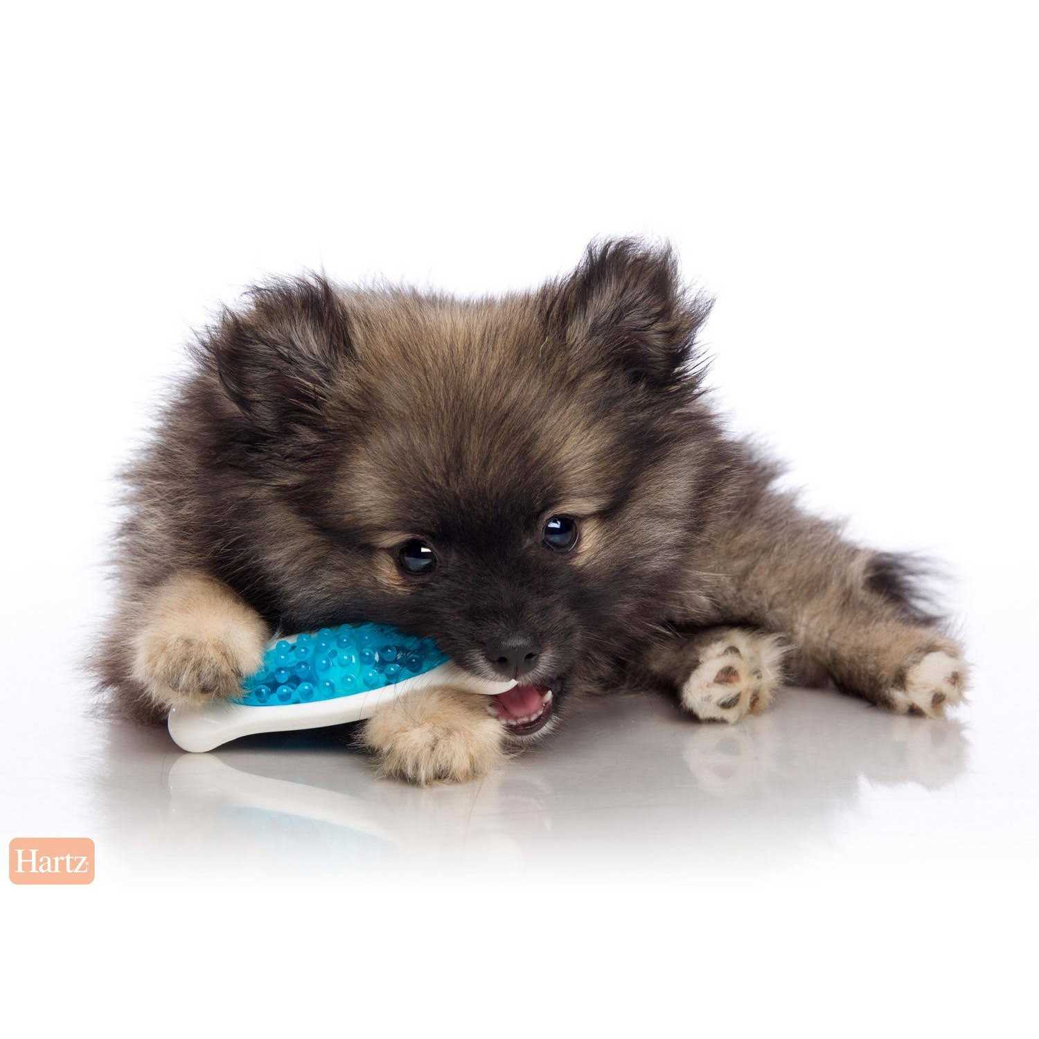 Hartz Chew ‘n Clean Tuff Bone Dog Chew Toy, Small, Color May Vary - Healthber