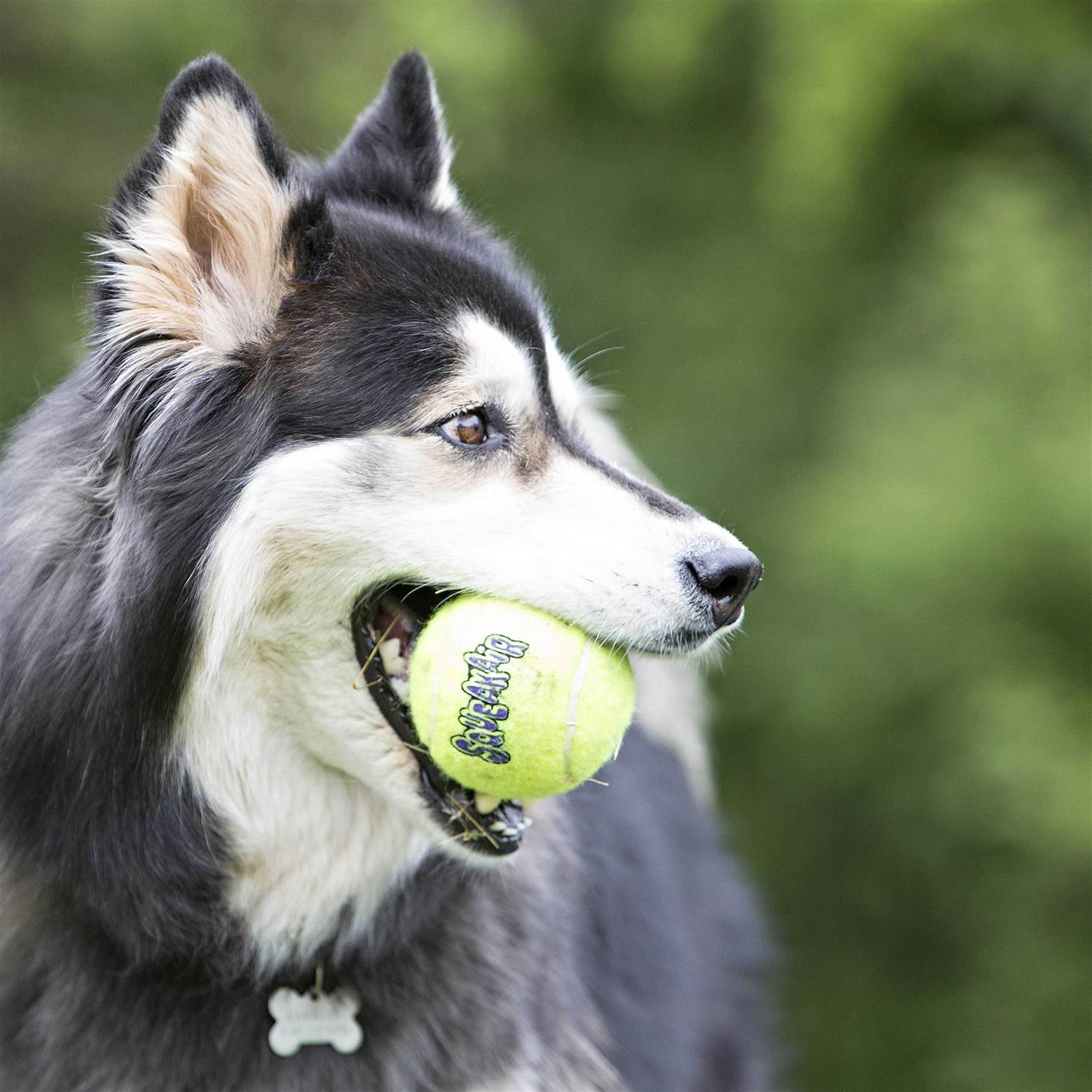 Kong Ball - Healthber