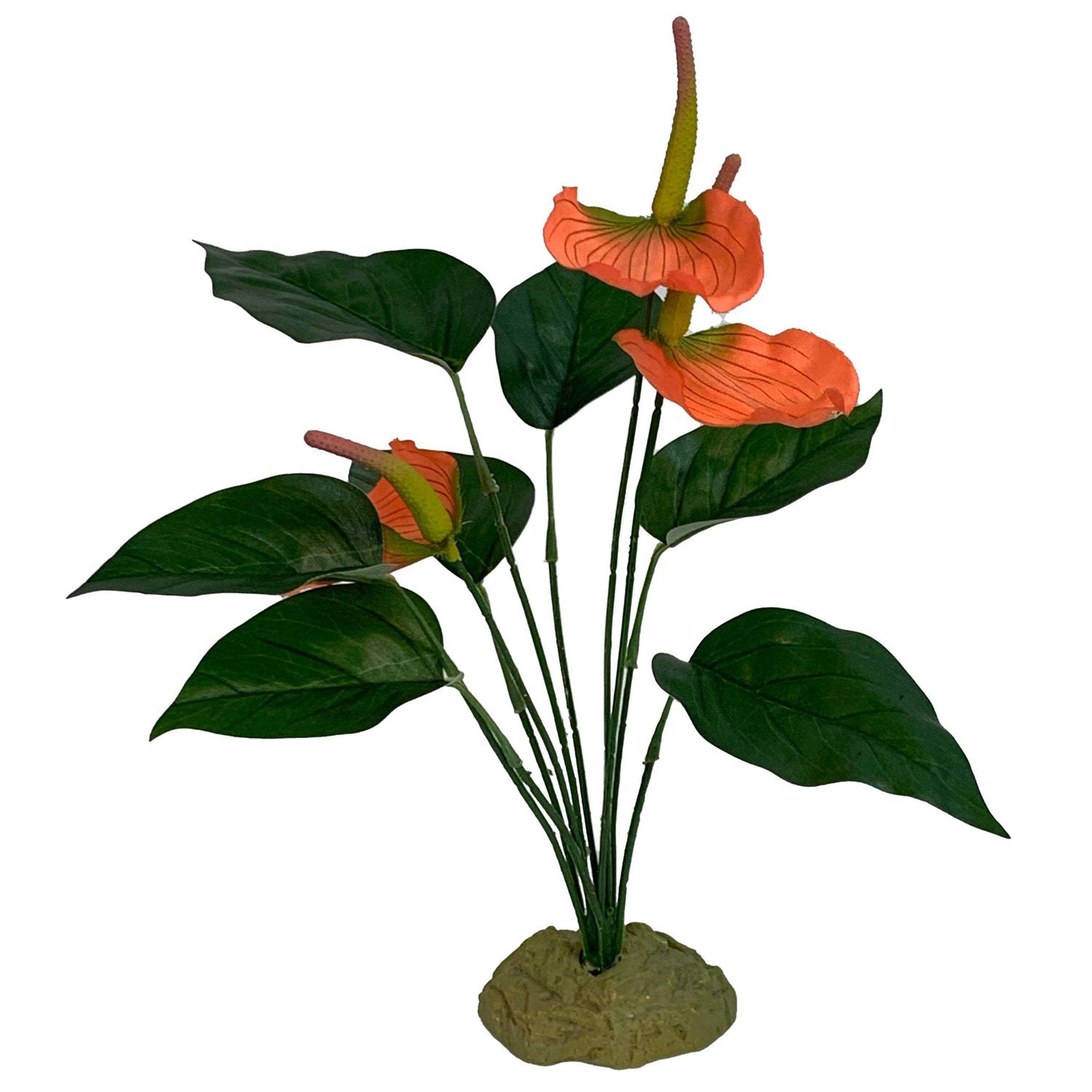 Komodo Anthurium Bush Plant - Healthber