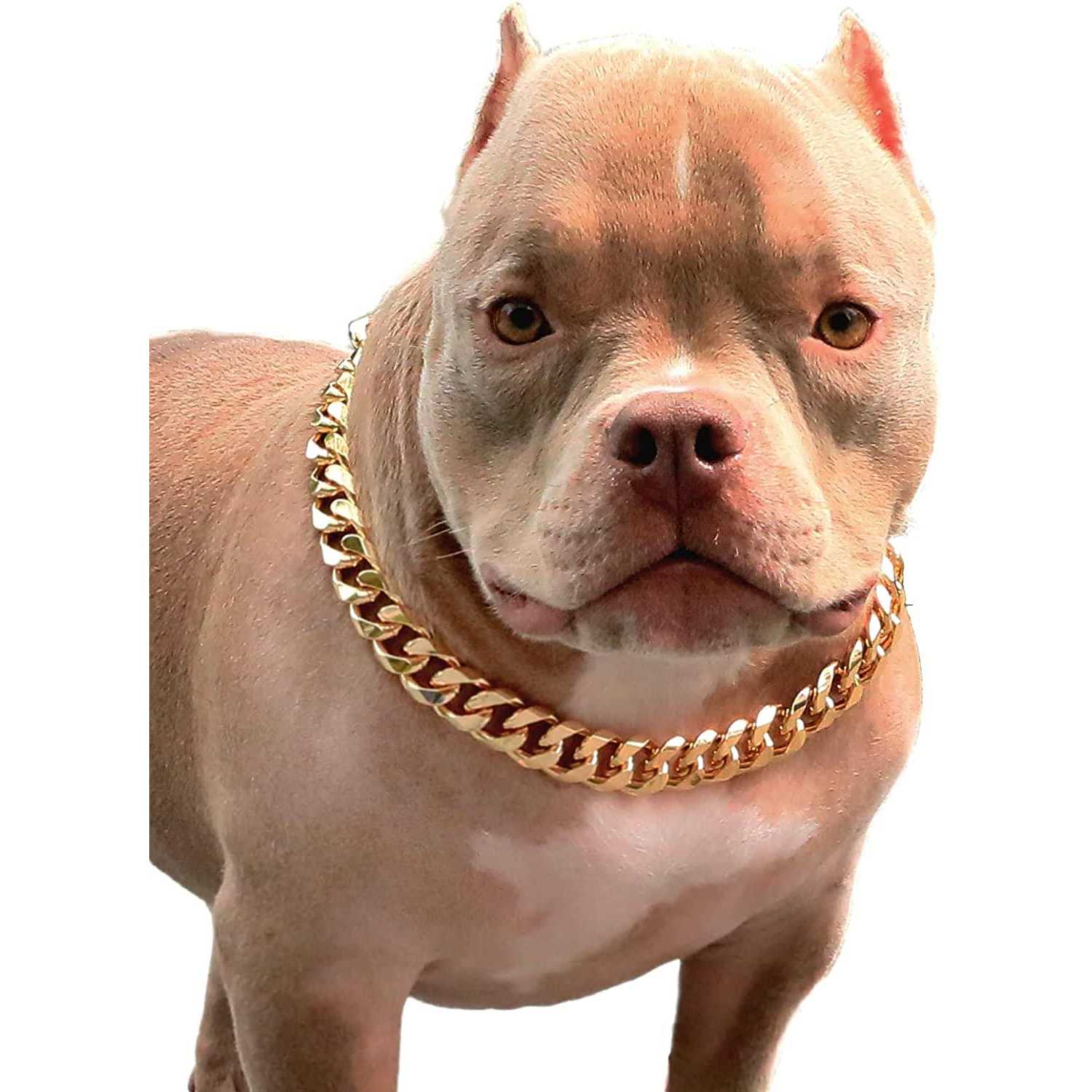 PP cOLOR gold chain Dog collar-34 Width cuban Link Dog Necklace - Healthber