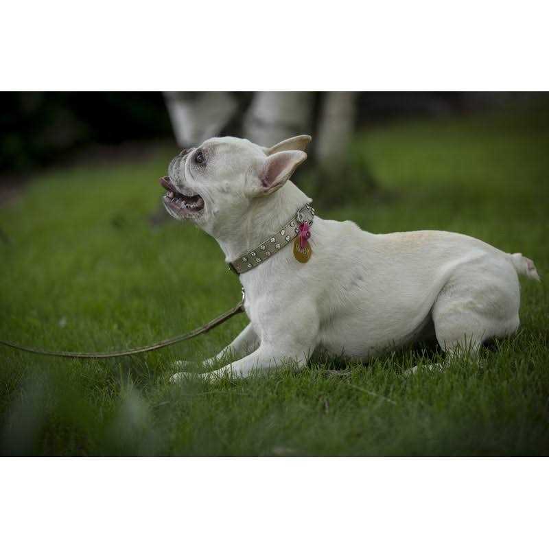 FreezeTag Dog Tag Silencer and Connector - Healthber