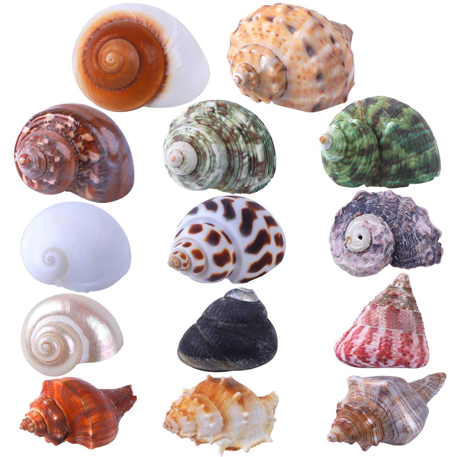 PPCLION 14Pcs 14 Kind Natural Hermit Crab Shells Size 1 3.5 - Healthber