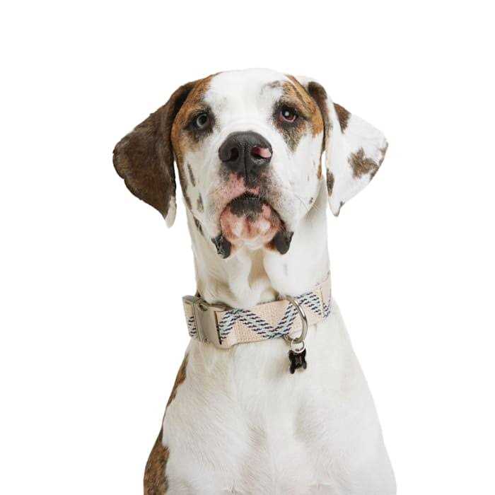 YOULY Zig Zag Dog Collar - Healthber