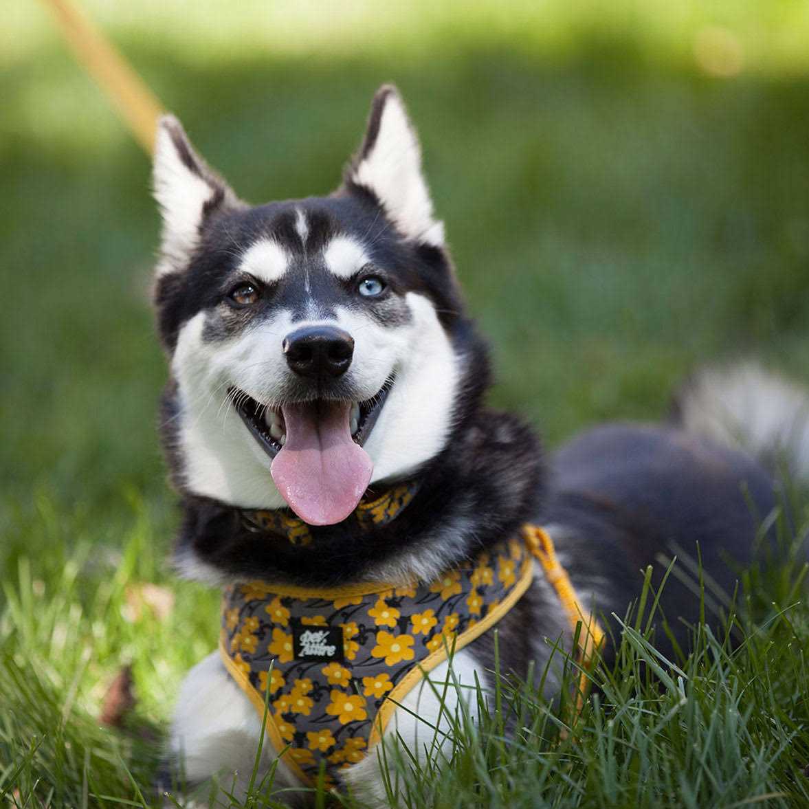 Pet Ribbon Designer Wrap Adjustable Dog Harness - Healthber