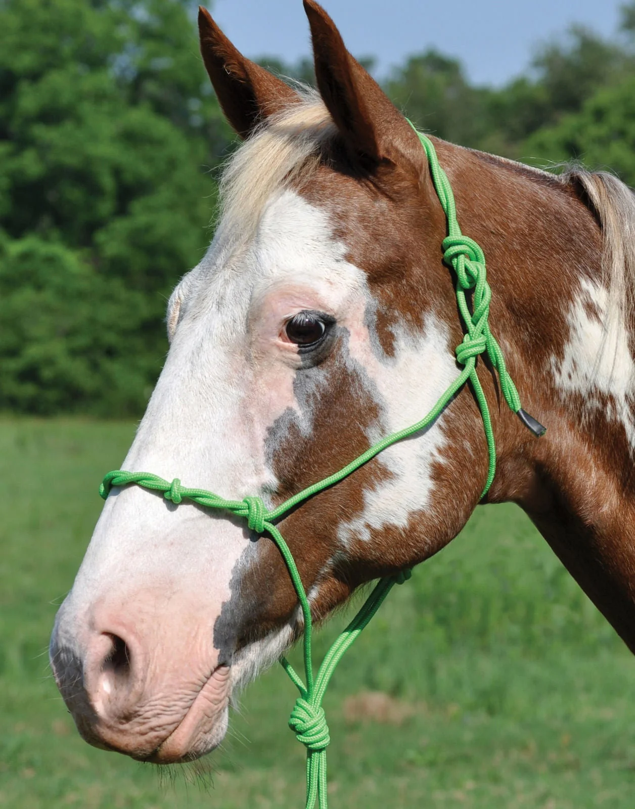 Twisted Poly Rope Halter - Healthber