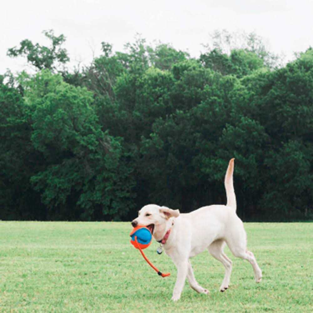 Chuckit! Ultra Flight Disc - Healthber