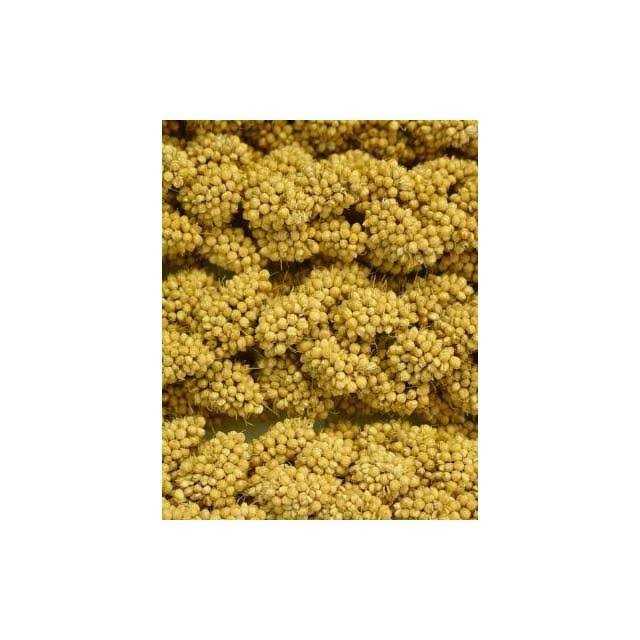 Higgins Spray Millet - Healthber