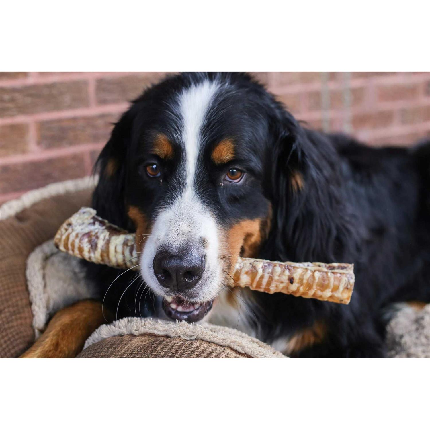 Top Dog Chews 12 Beef Trachea Dog Treats - Healthber