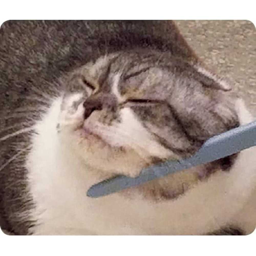 Wataoka The Nekojasuri Cat Groomer - Healthber