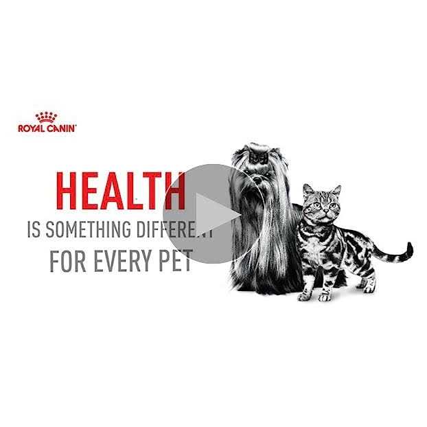 Royal Canin Small Aging 12+ Dry Dog Food - Healthber