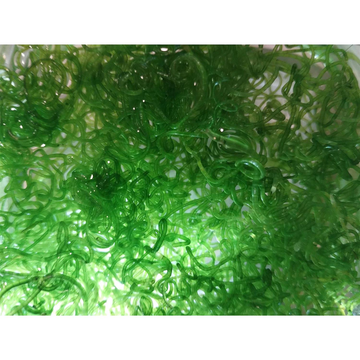 Shore Aquatic Super Clean Chaeto - Healthber