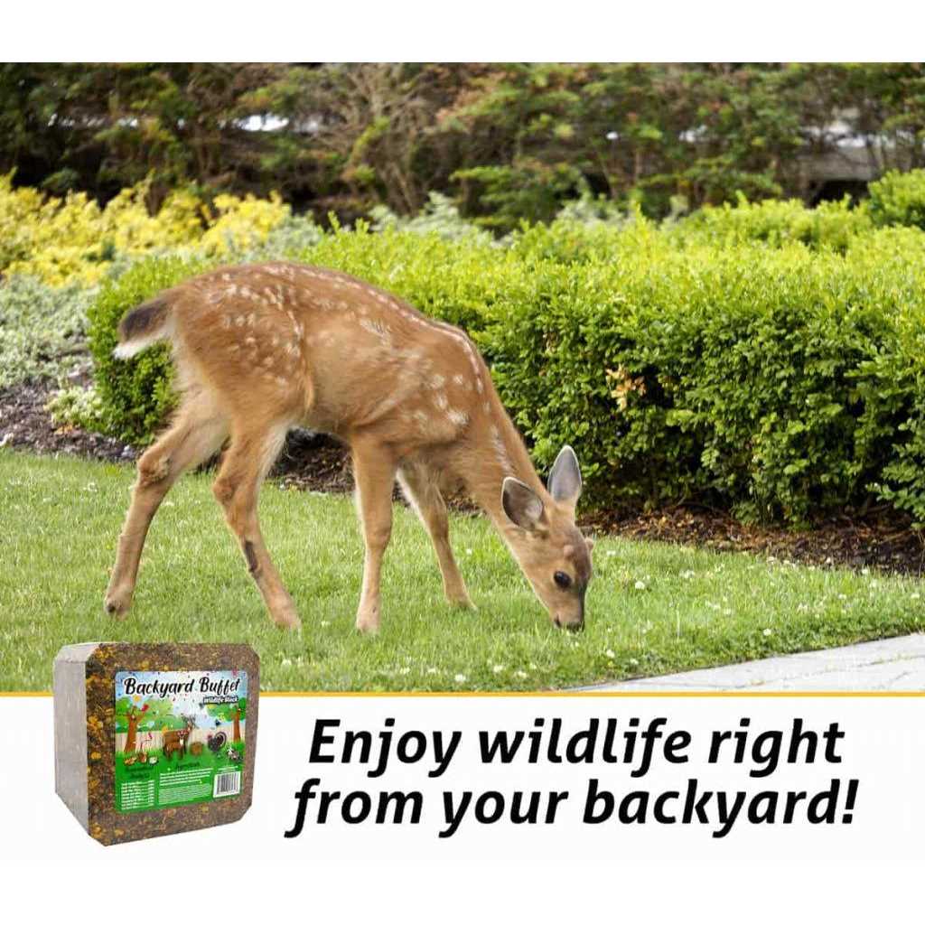 Backyard Buffet Wildlife Treat - Healthber