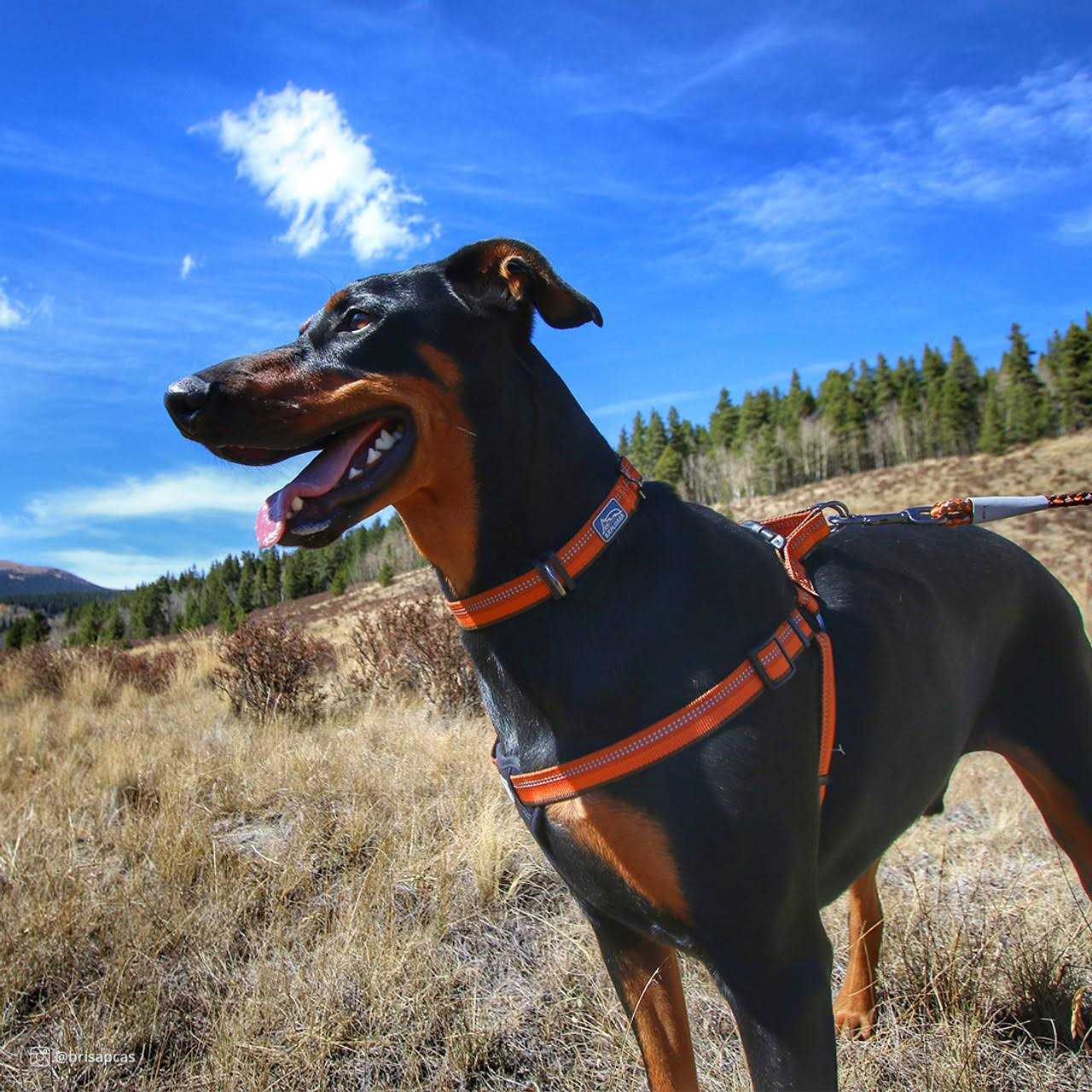 K9 Explorer Reflective Adjustable Dog Collar - Healthber