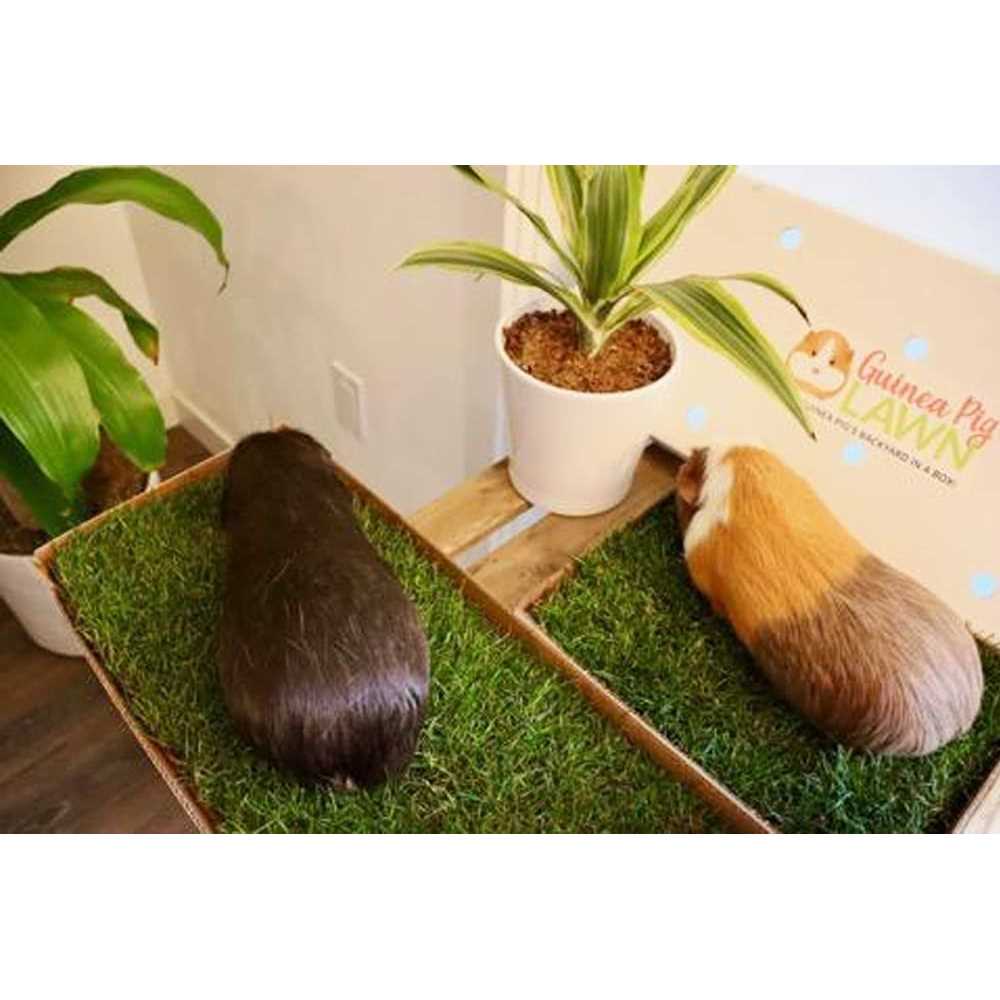 Guinea Pig Lawn - Healthber