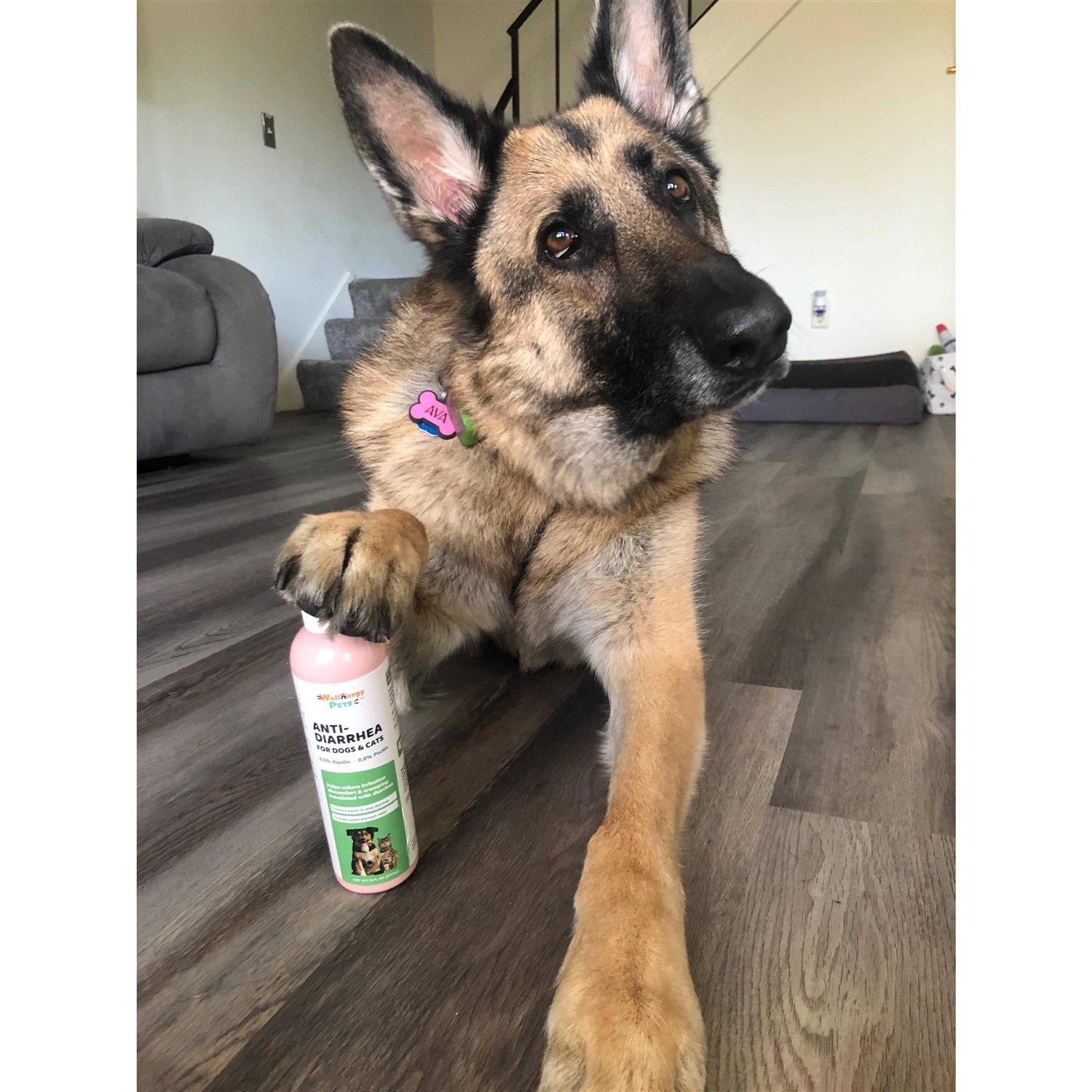 Wellnergy Pets Anti-Diarrhea for Dogs & Cats - Healthber