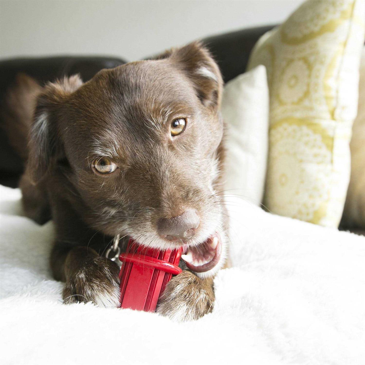 KONG Dental Stick - Healthber