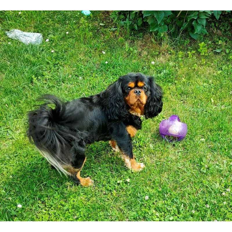 KONG Jumbler Ball Dog Toy - Healthber