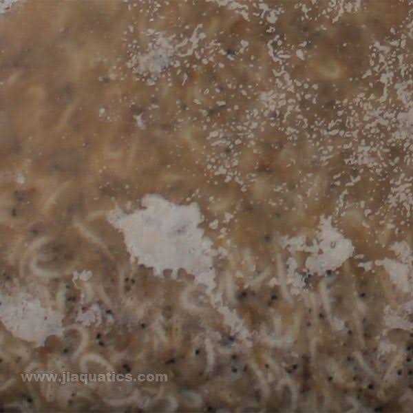 Piscine Energetics PE Frozen Mysis Shrimp - Healthber