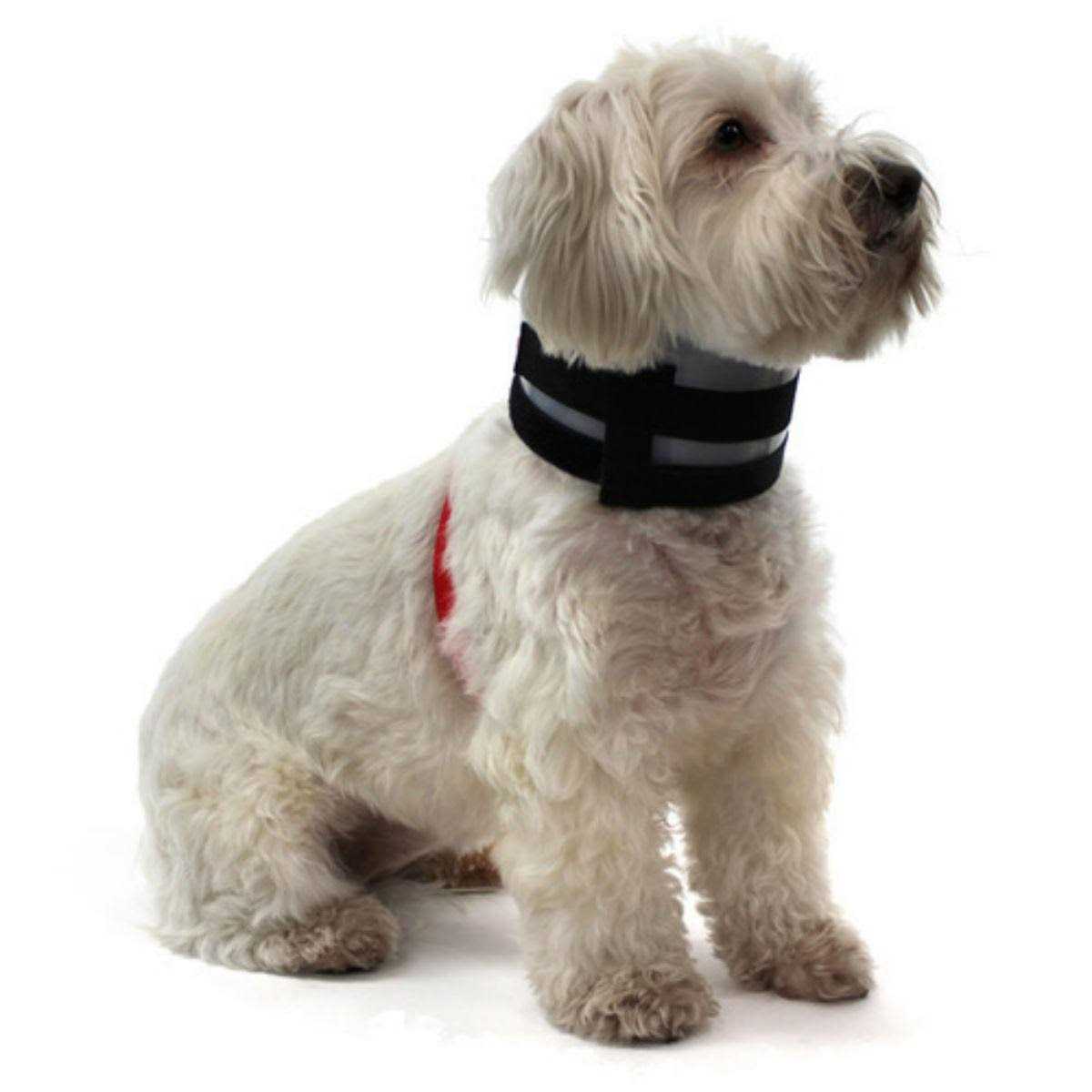 BiteNot Collar - Healthber