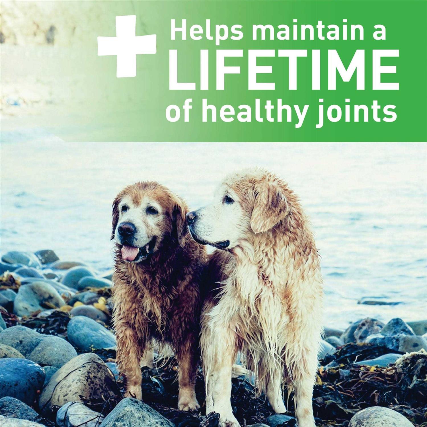 Greenies Aging Care Dental Dog Treats - Healthber
