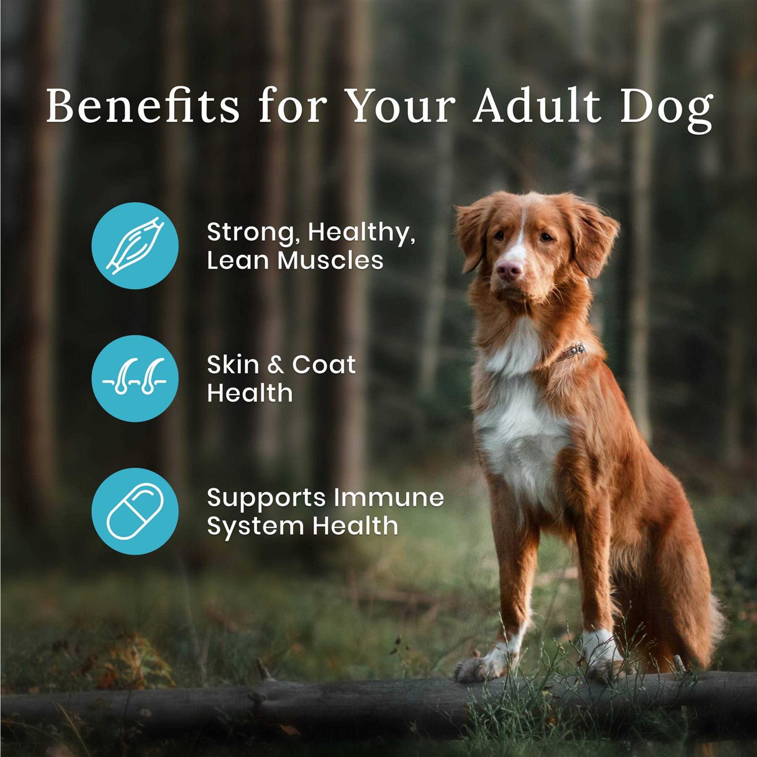 Blue Buffalo Wilderness Dog Food - Healthber