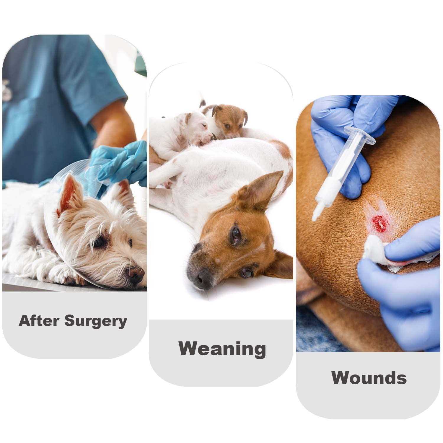 Due Felice Dog Diapers Sanitary Panties Doggy Period Onesie Bodysuits Pet Recovery Suit After Surgery Wear for Male and Female Dogs - Healthber