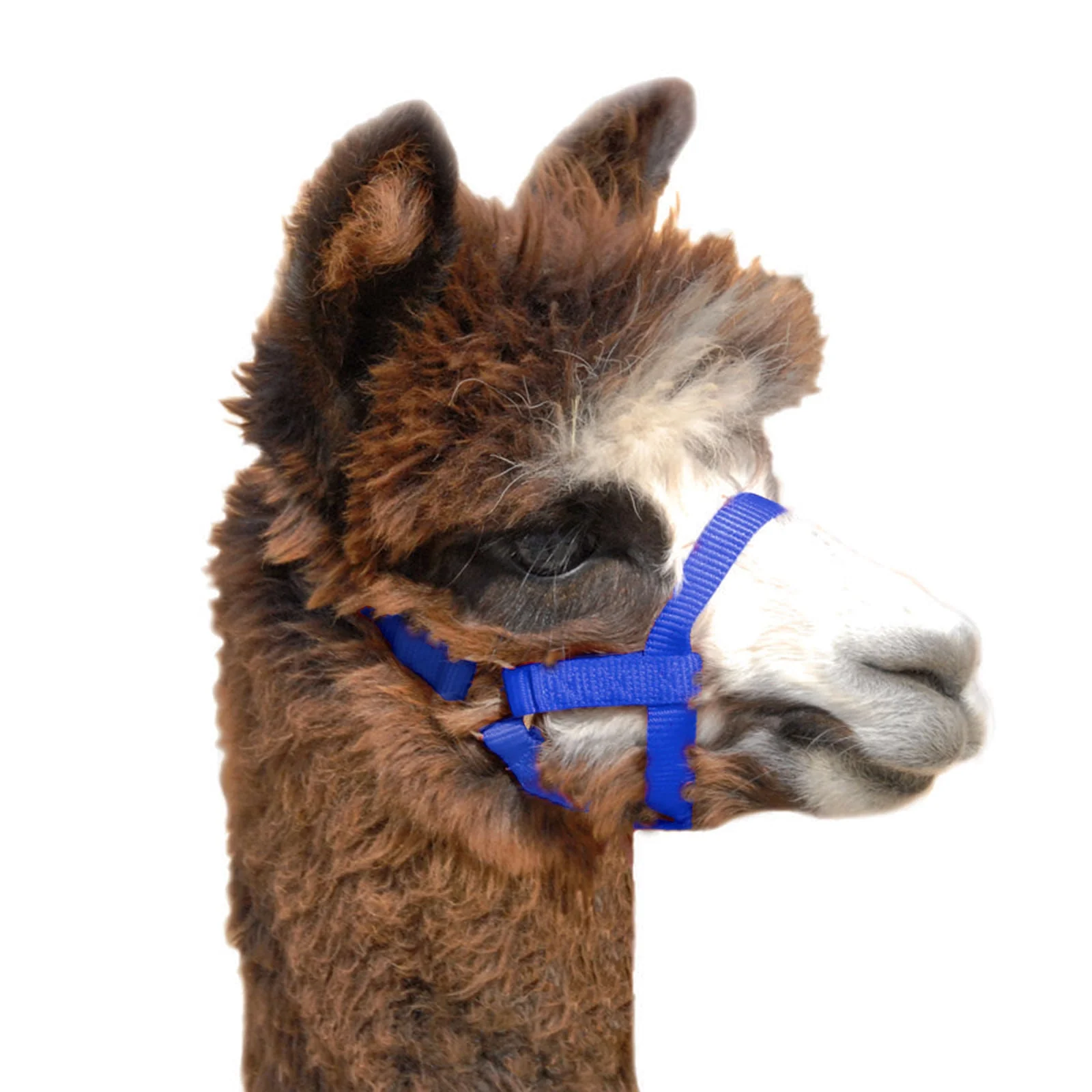 Weaver Leather Nylon Alpaca Halter - Healthber