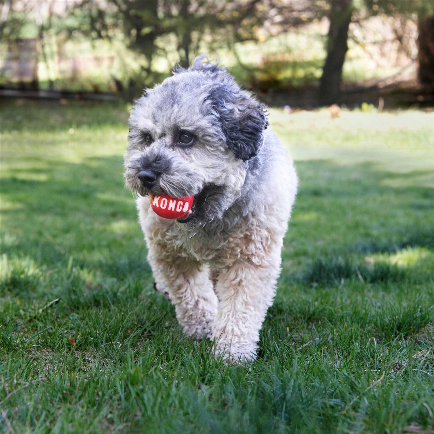 Kong Signature Ball Dog Toy - Healthber