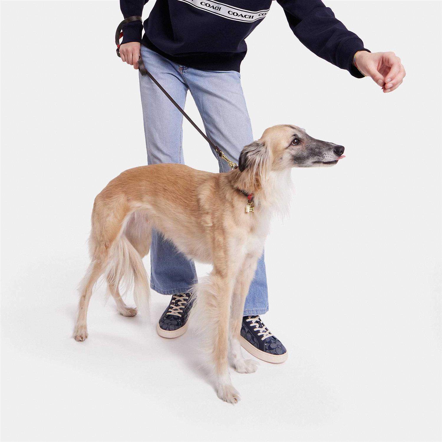 Coach Outlet Boxed Pet Leash In Signature Canvas - Healthber