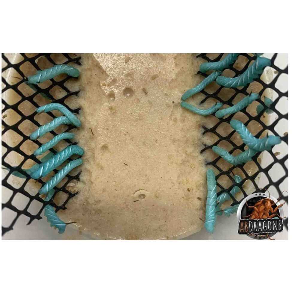 ABDragons Dubia Small Roach Hornworm & Superworm Live Feeder Combo Reptile Food - Healthber
