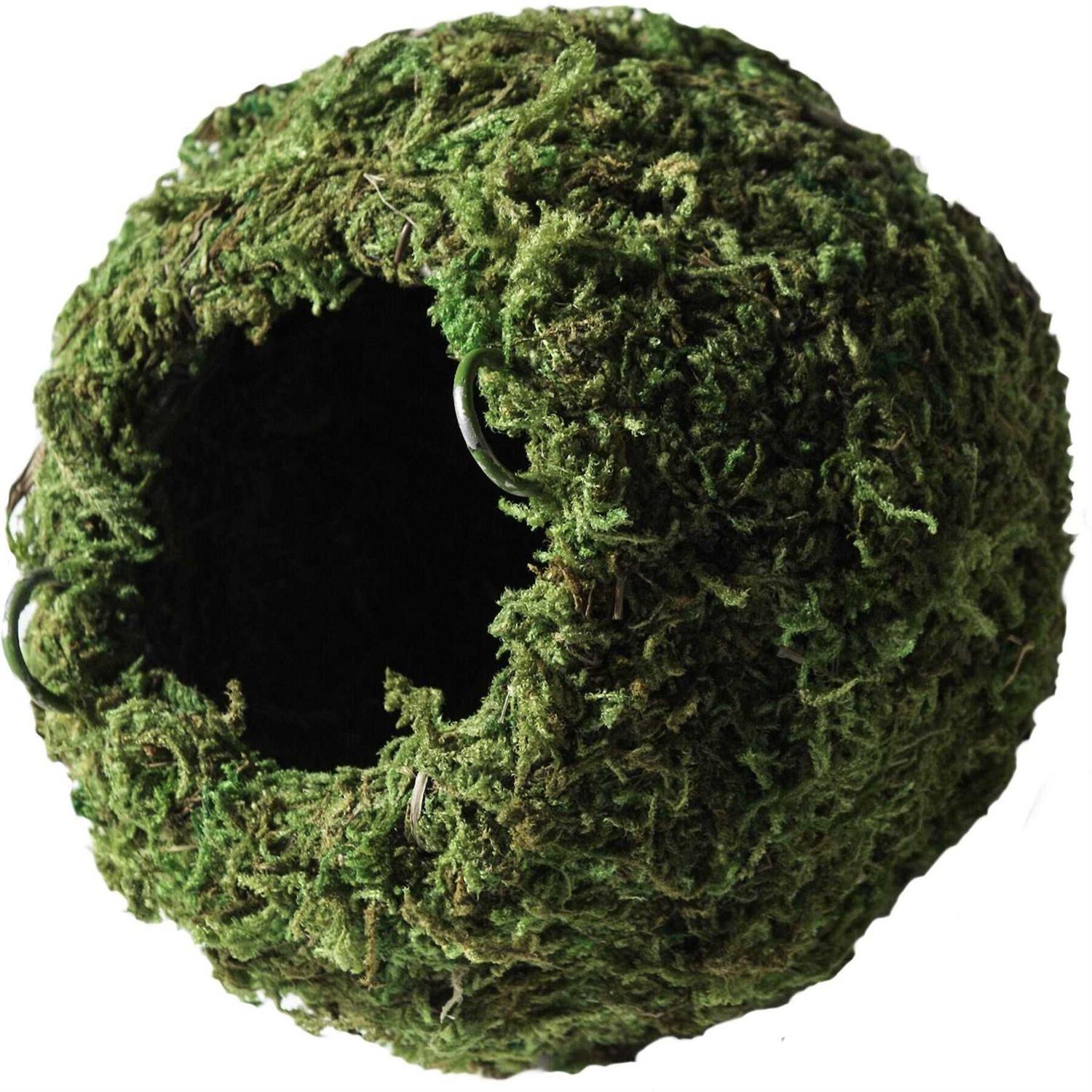 Galapagos 4 Mossy Cave - Healthber