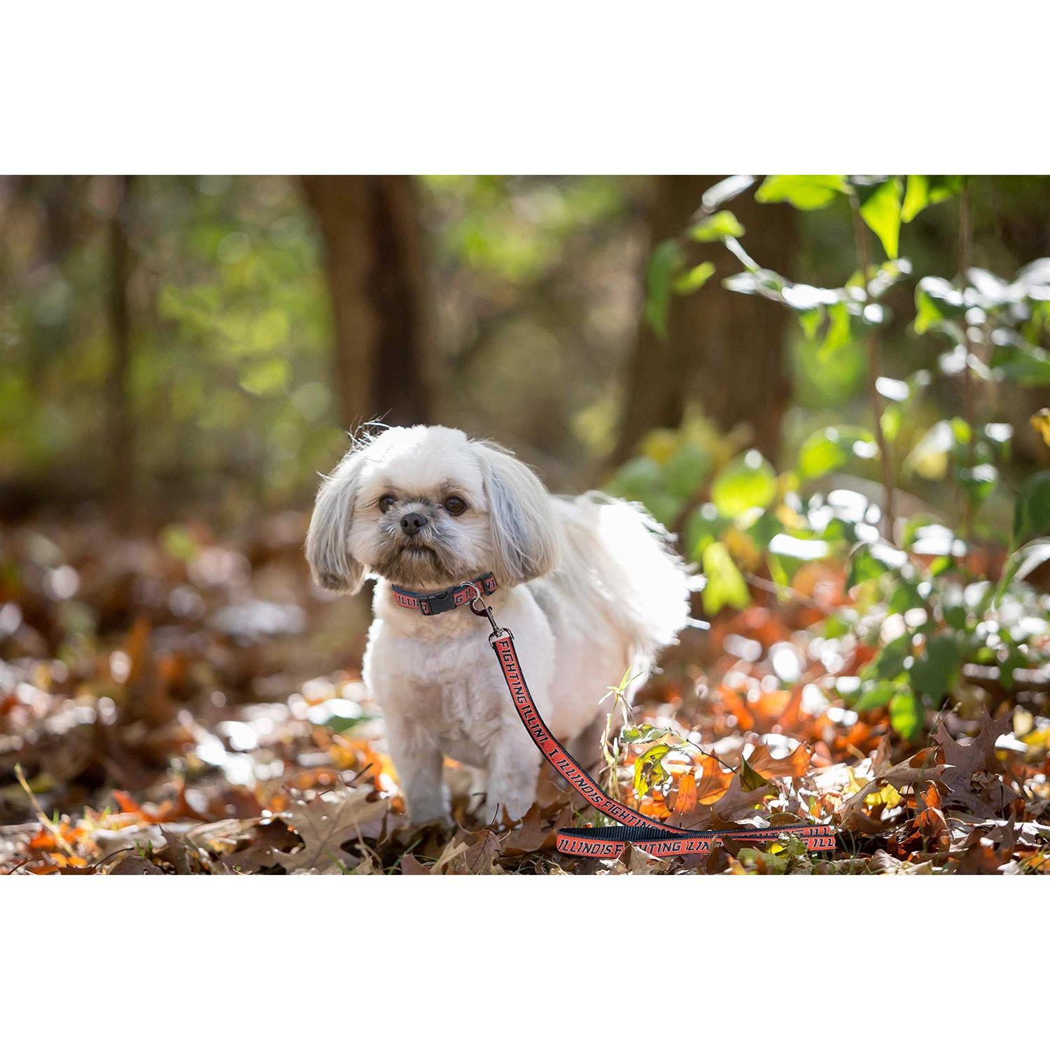 Pet Leash Pets First - Healthber