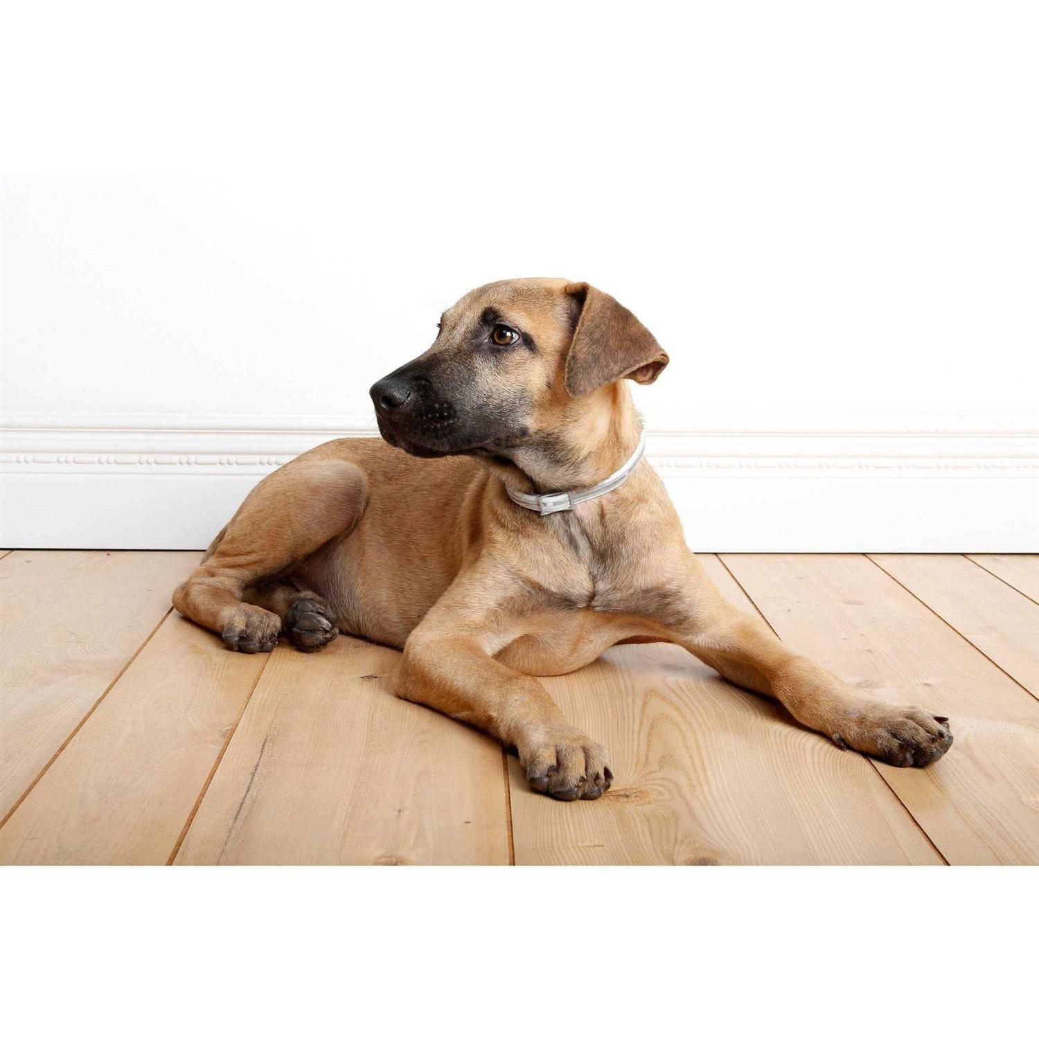 Hartz UltraGuard Pro Flea & Tick Collar for Dogs - Healthber