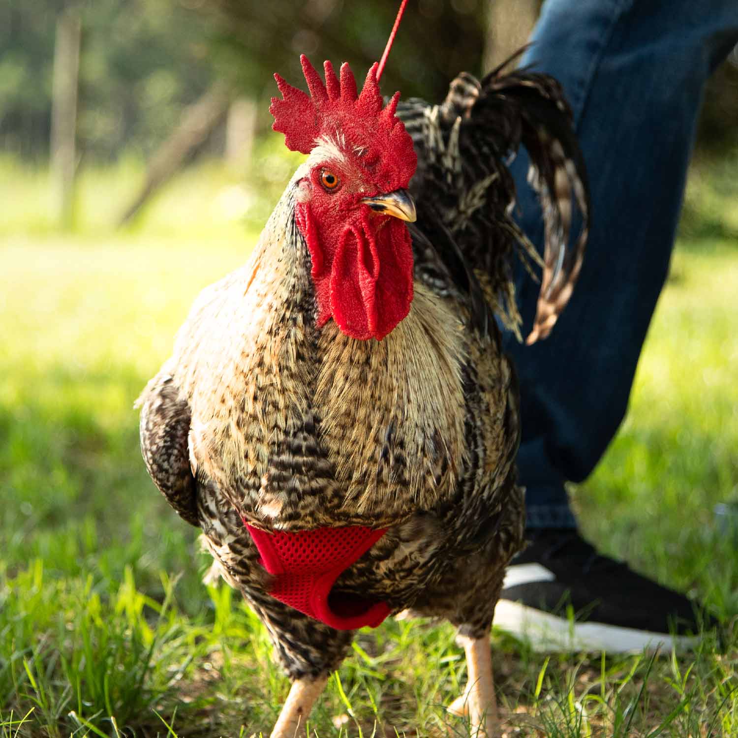 Chicken Harness - Healthber