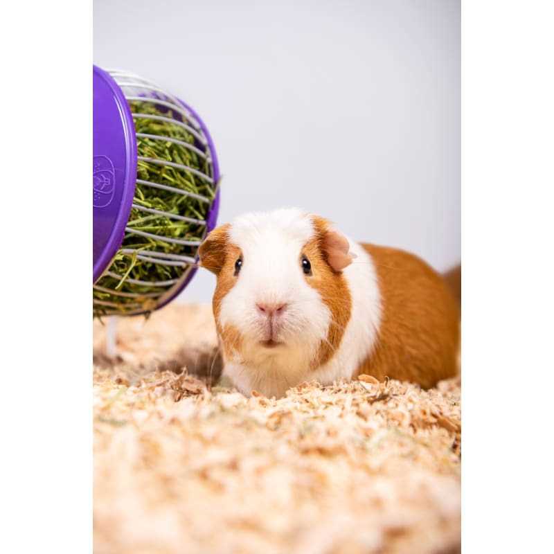 PetsPick Aspen Pet Bedding - Healthber