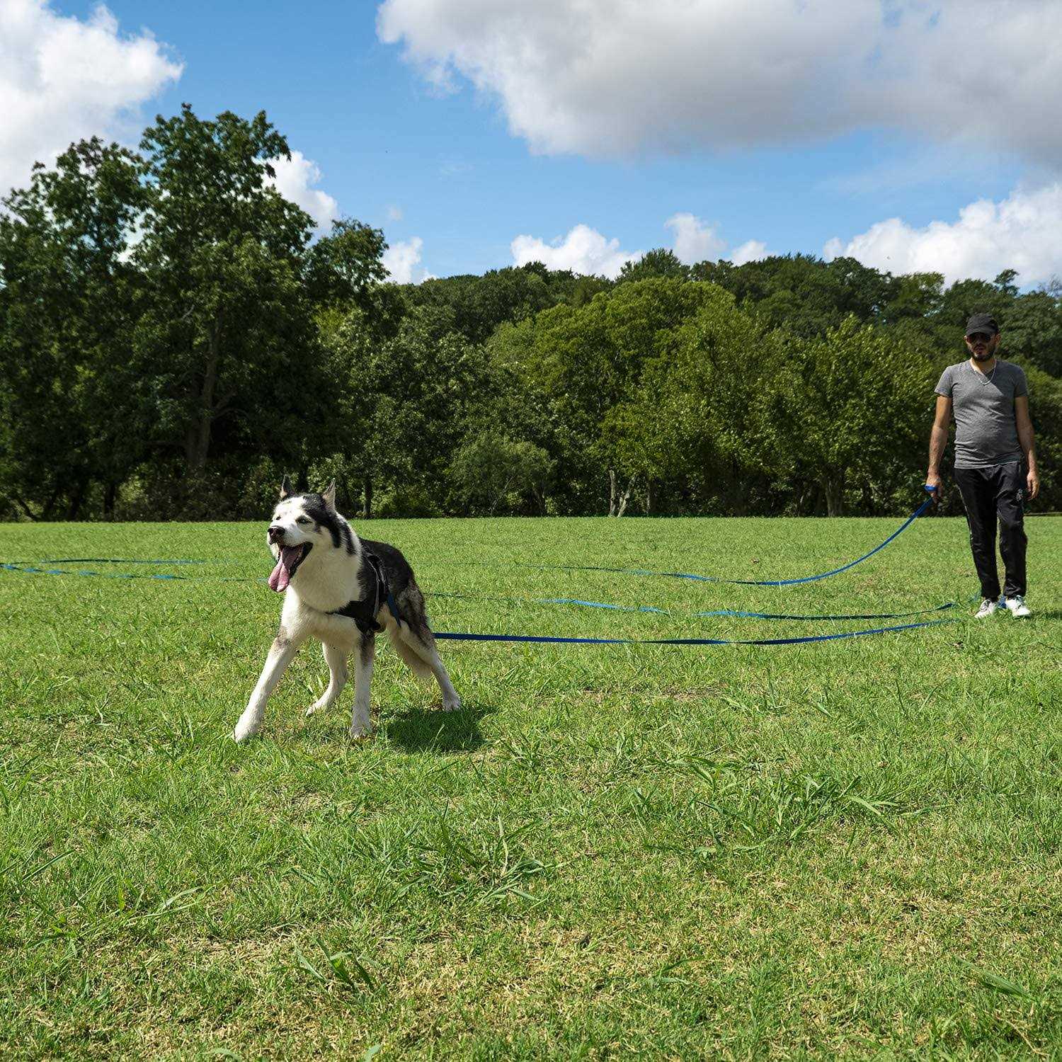 Hi Kiss Dog/Puppy Obedience Recall Training Agility Lead 15ft 20ft 30ft 50ft 100ft Leash Training - Healthber