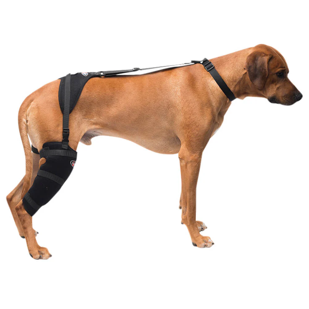 Caldera Pet Therapy Tall Stifle Wrap with Therapy Gel - Healthber