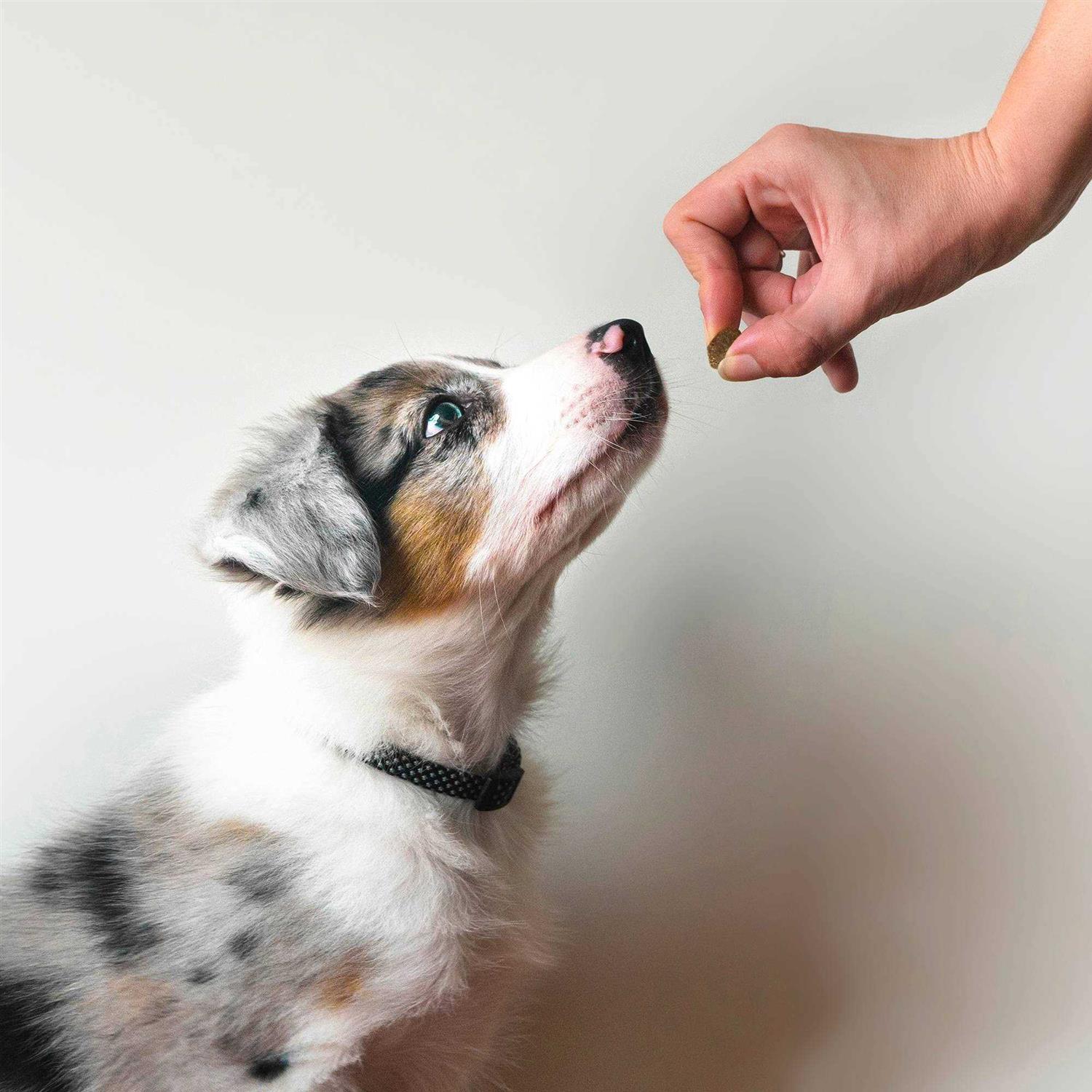 Zesty Paws Probiotic Bites - Healthber