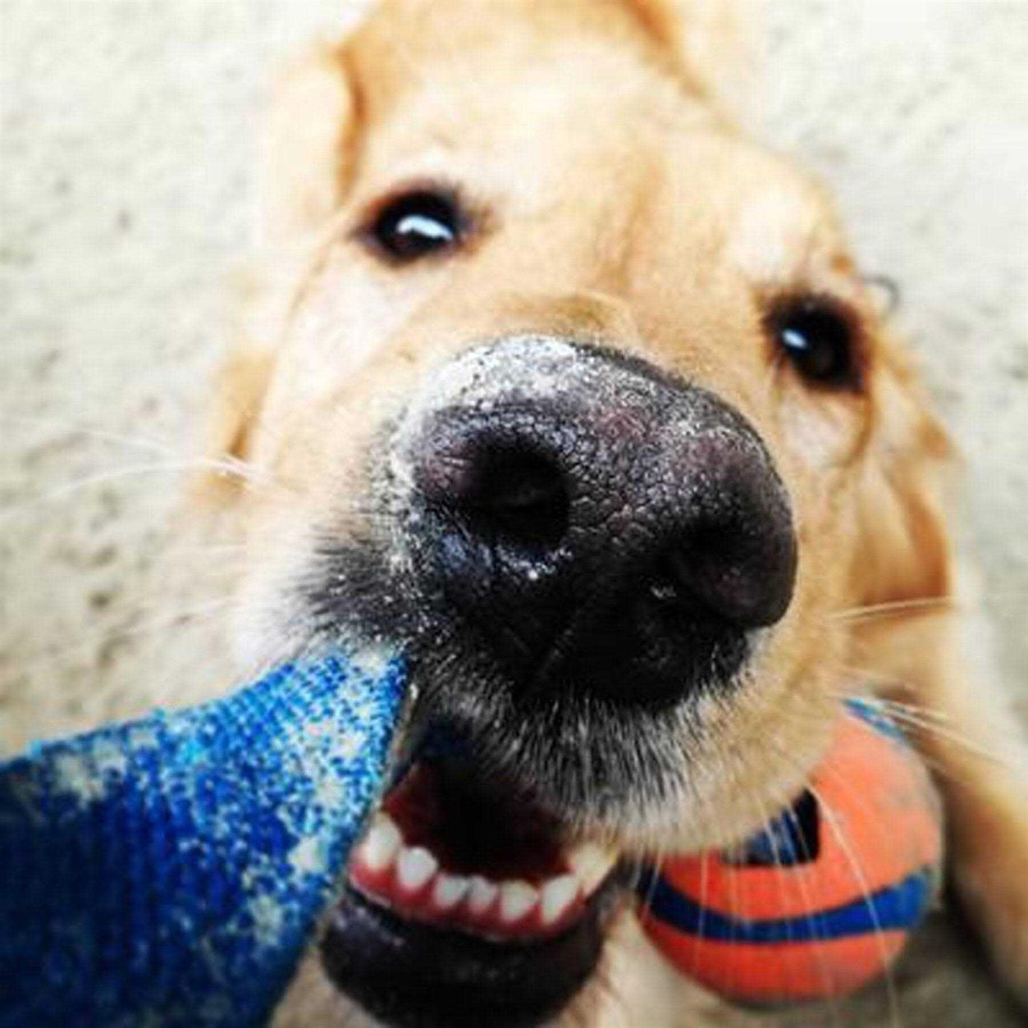 Chuckit! Ultra Duo Dog Tug Toy - Healthber