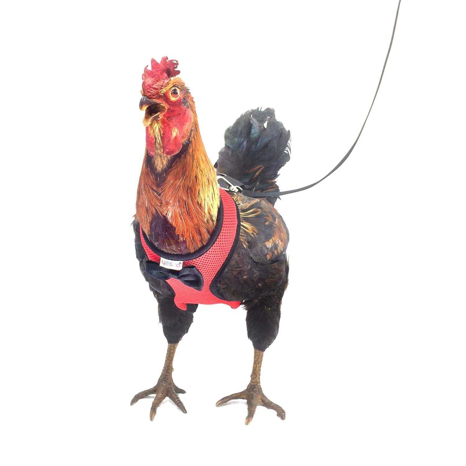 Yesito Chicken Harness Hen Size with 6ft Matching Leash - Healthber