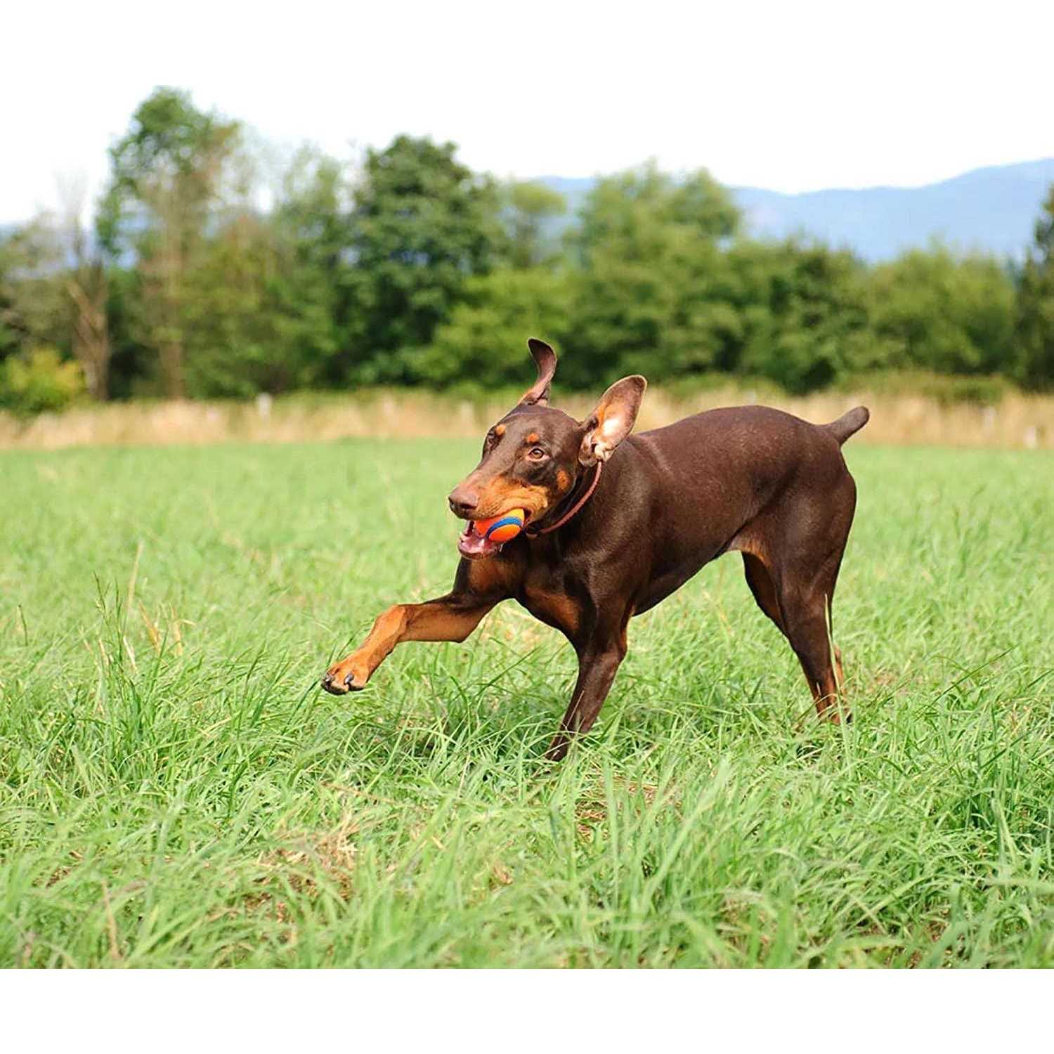 Chuckit! Bucket with Ultra Ball Dog Toy - Healthber