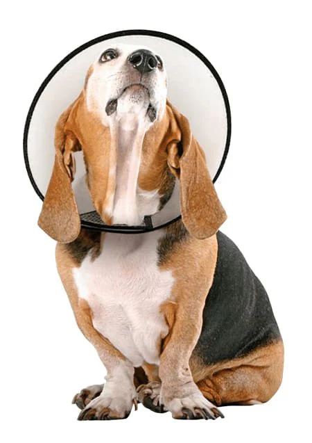 Vet Worthy Protective Cone Collar - Healthber
