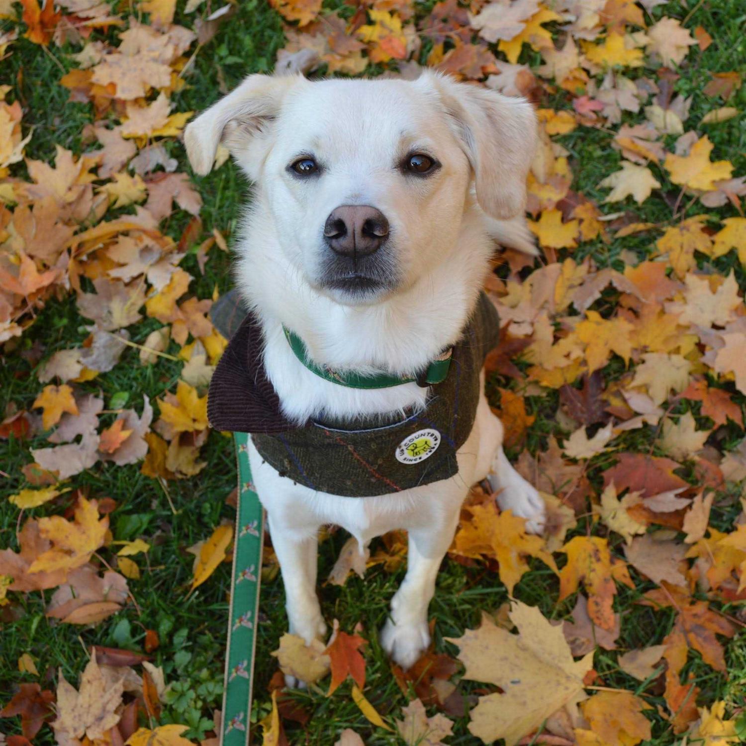 Up Country Dog Collar Pheasant Wide - Healthber