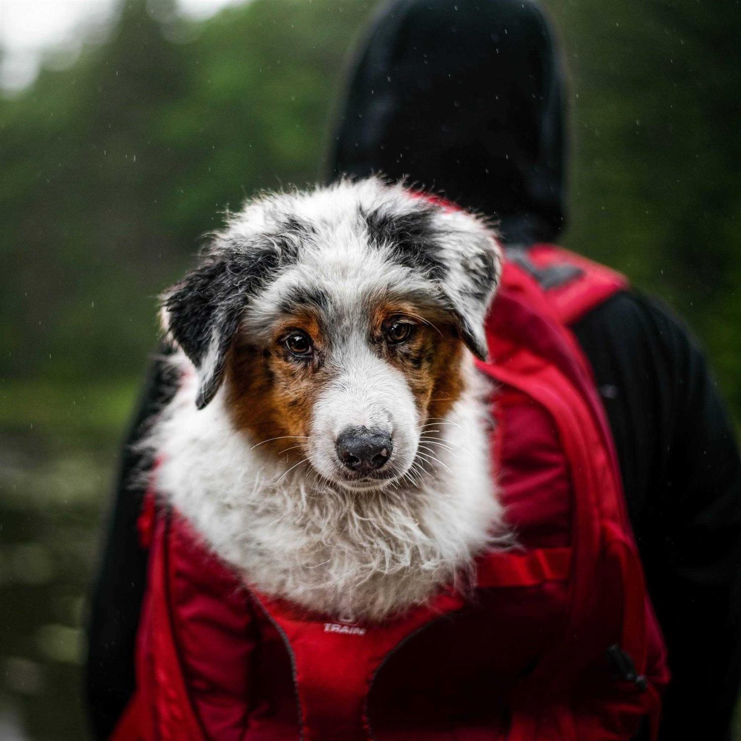 Kurgo G-Train Backpack Dog Carrier - Healthber