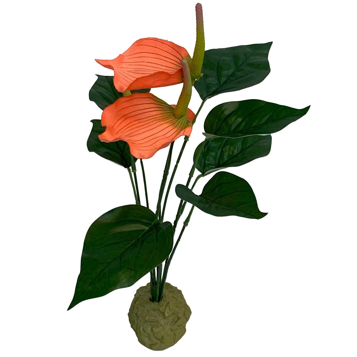 Komodo Anthurium Bush Plant - Healthber