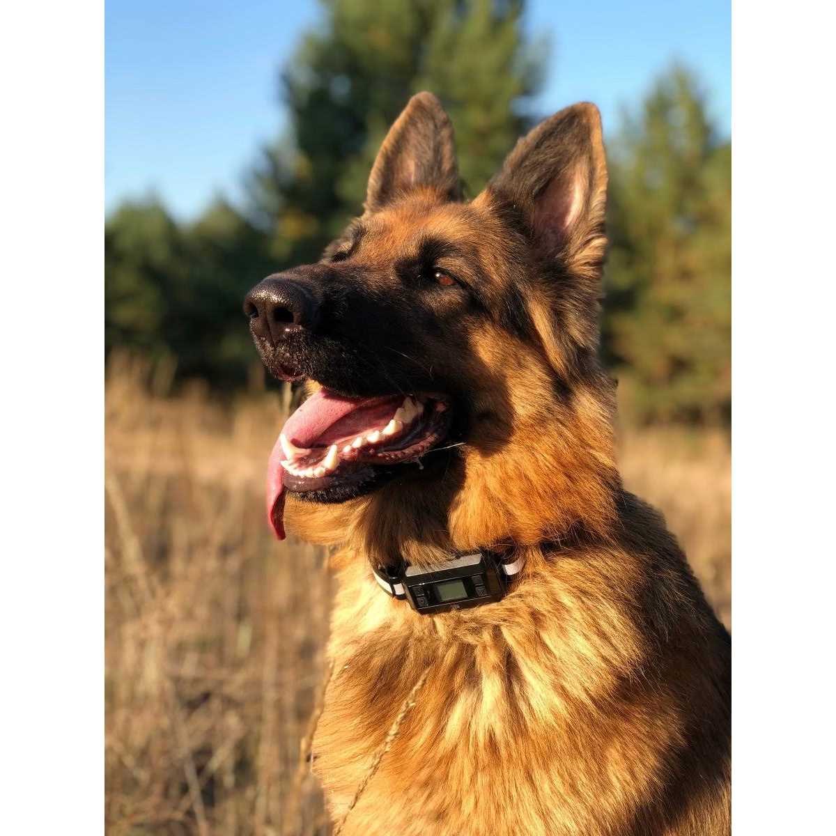 Pawious GPS Dog Fence Wireless Dog Fence, Range 33-1000 Yards - Healthber