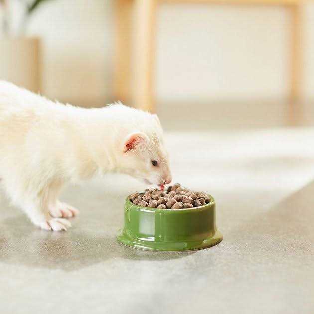 Mazuri Ferret Diet - Healthber