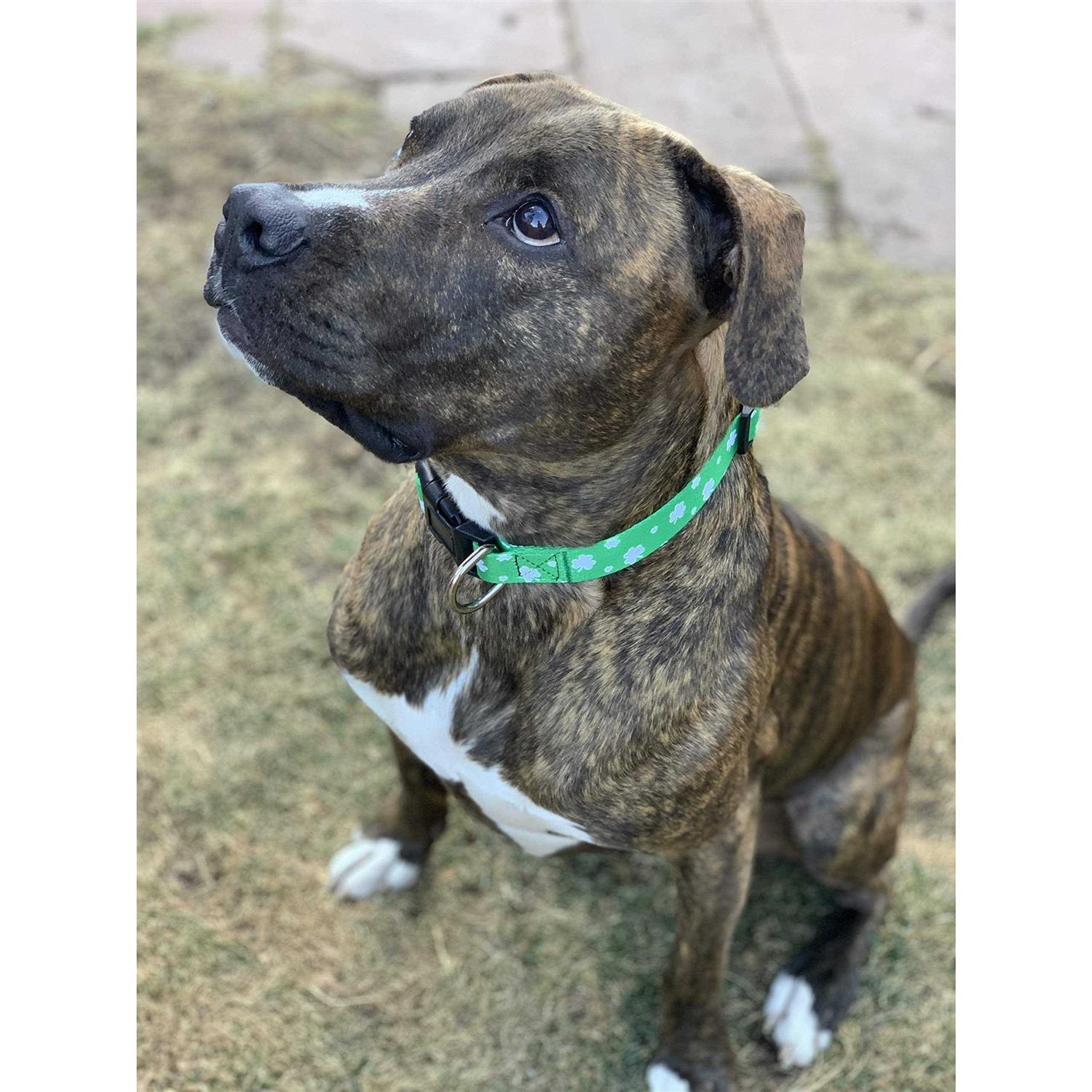 Native Pup St Patricks Day Dog collars - Healthber